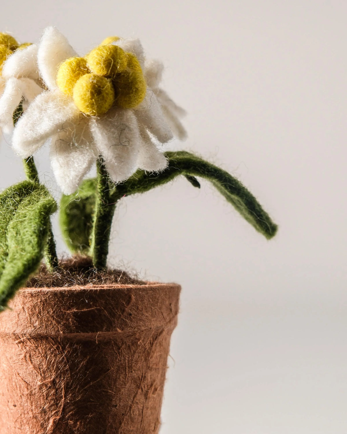 Petite edelweiss en feutrine dans un pot sur fond blanc detail zoom