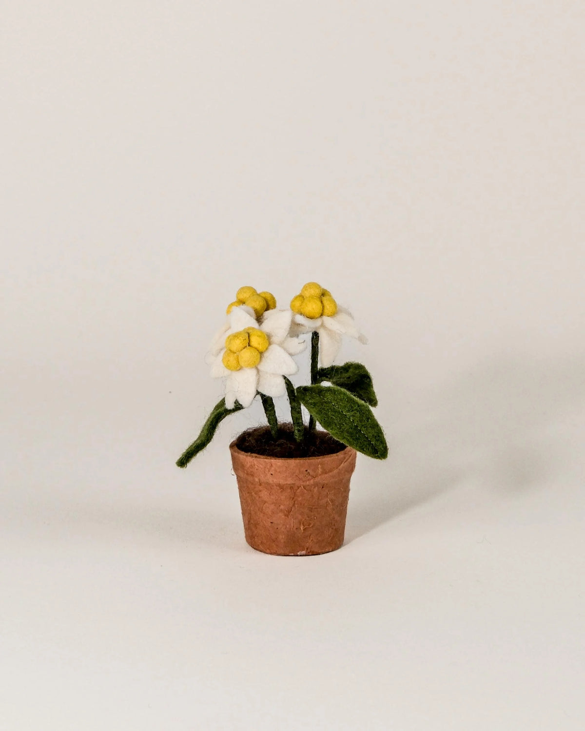 Petite edelweiss en feutrine dans un pot sur fond blanc.