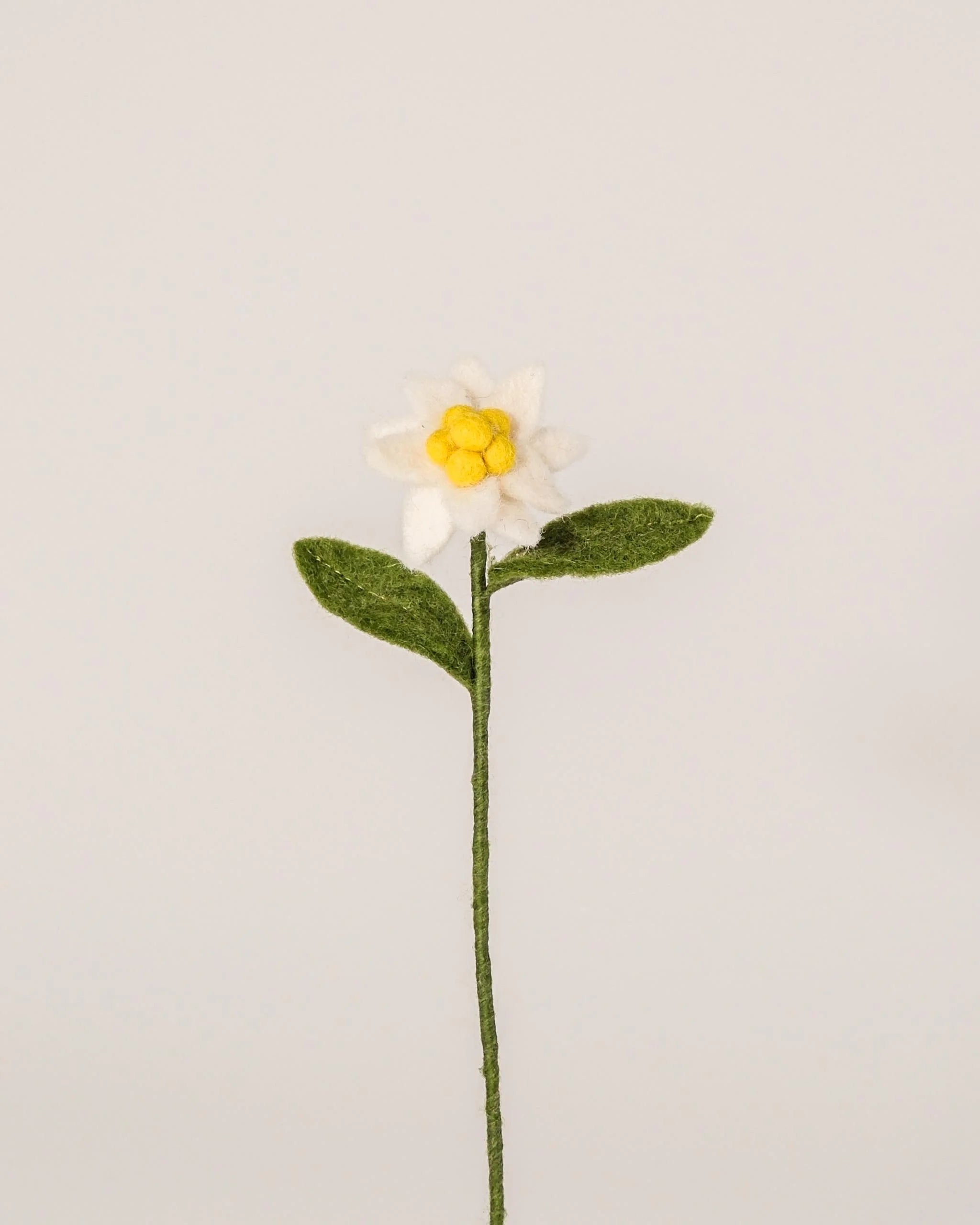 Photo d'une edelweiss en feutrine sur un fond blanc.