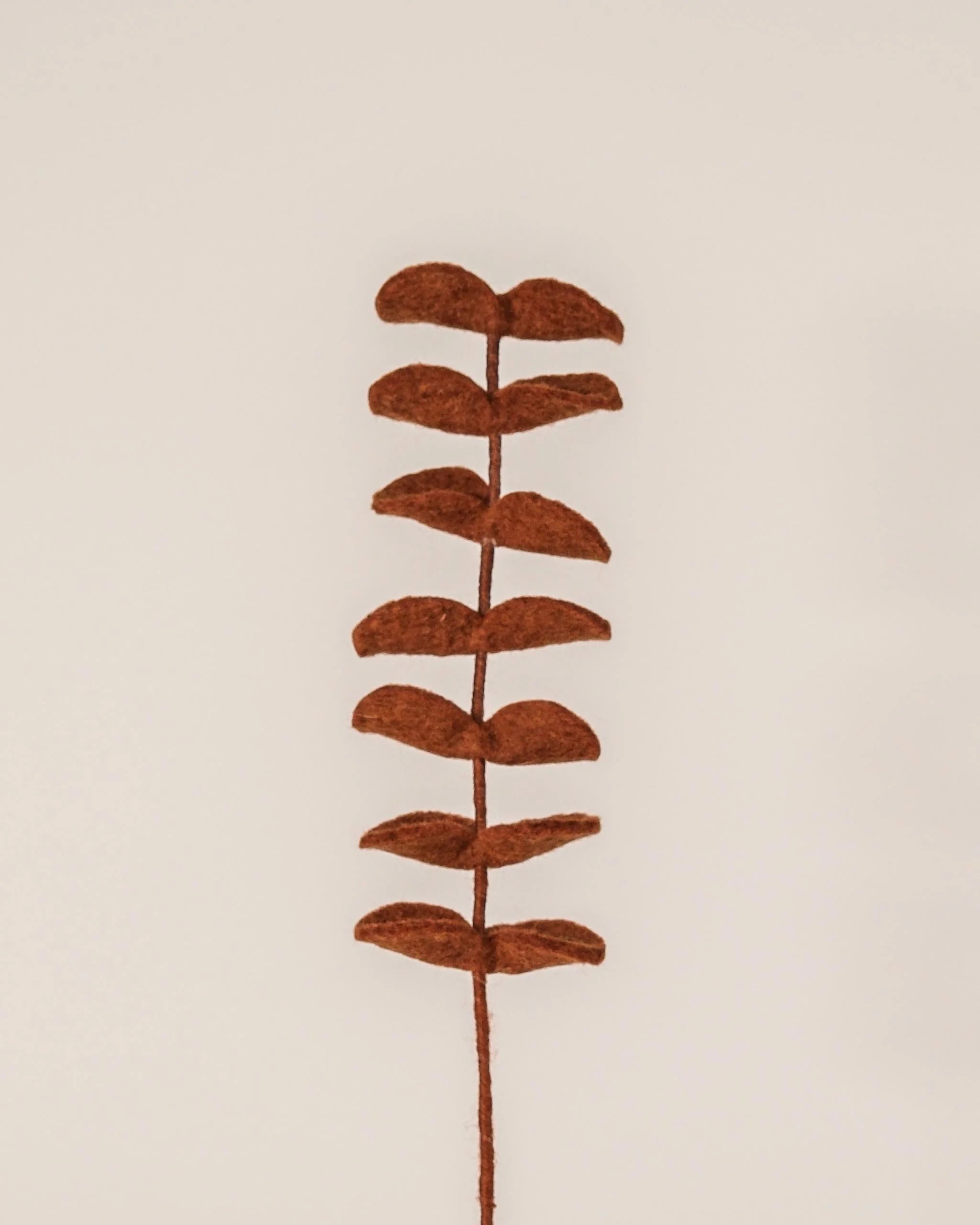 Eucalyptus marron en feutrine sur un fond blanc.