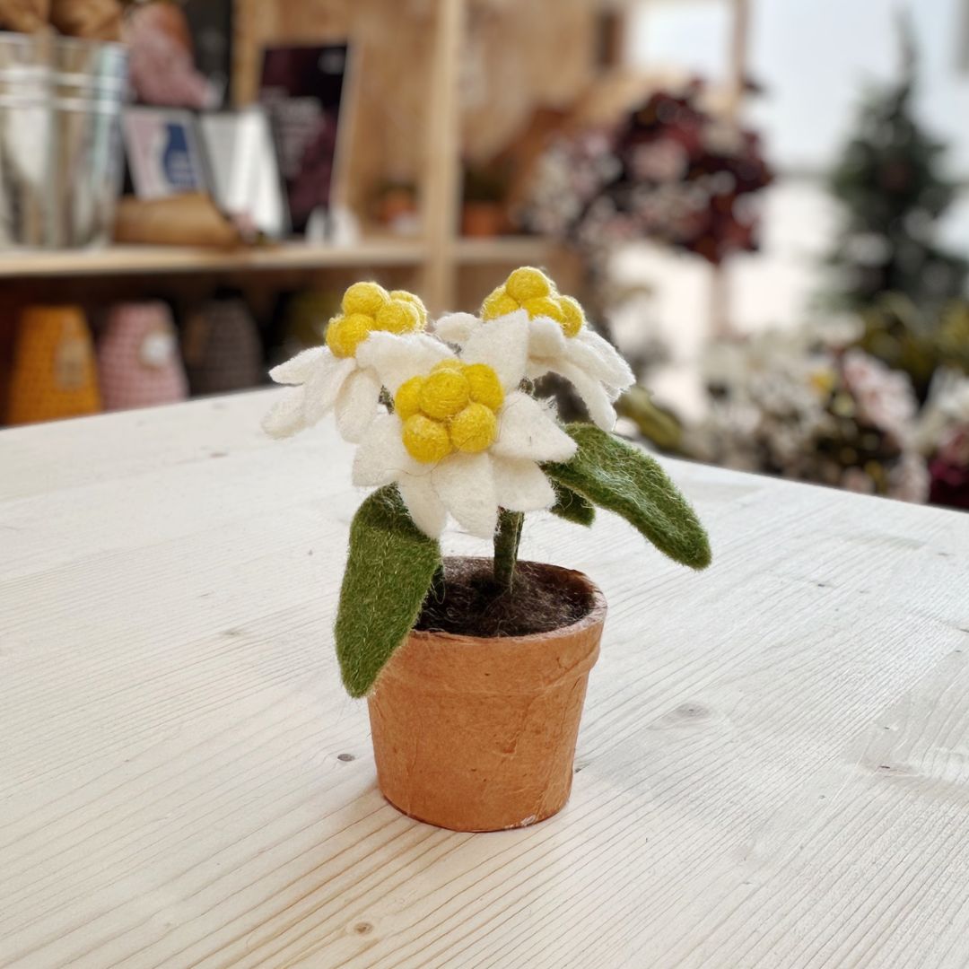 Petit pot d'edelweiss en feutrine blanche New Heidi avec pistils jaunes dans son pot marron, entouré de petites billes de laine marron représentant la terre.