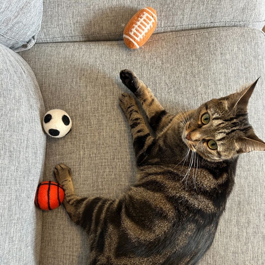 Set de 3 ballons pour chat