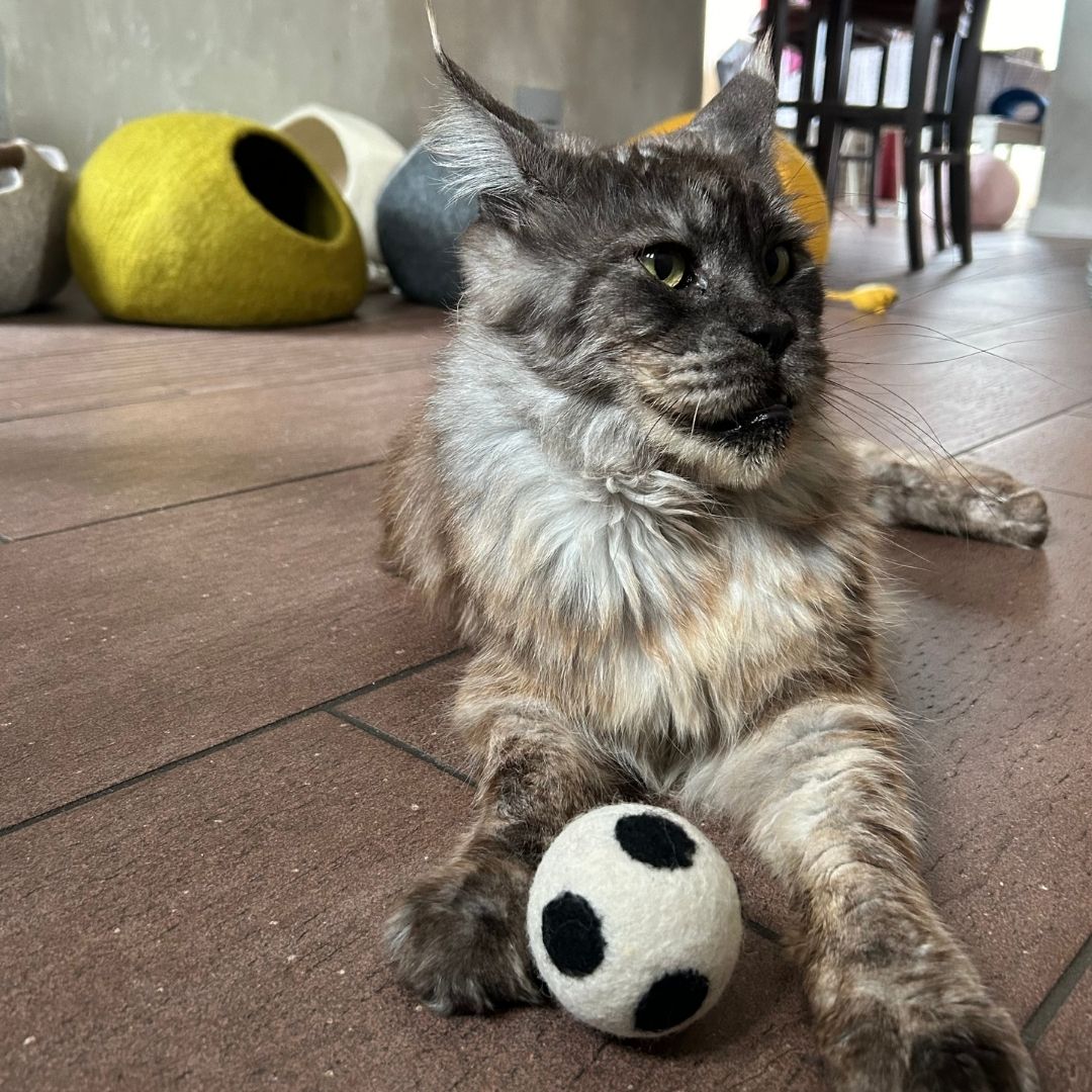 Set de 3 ballons pour chat