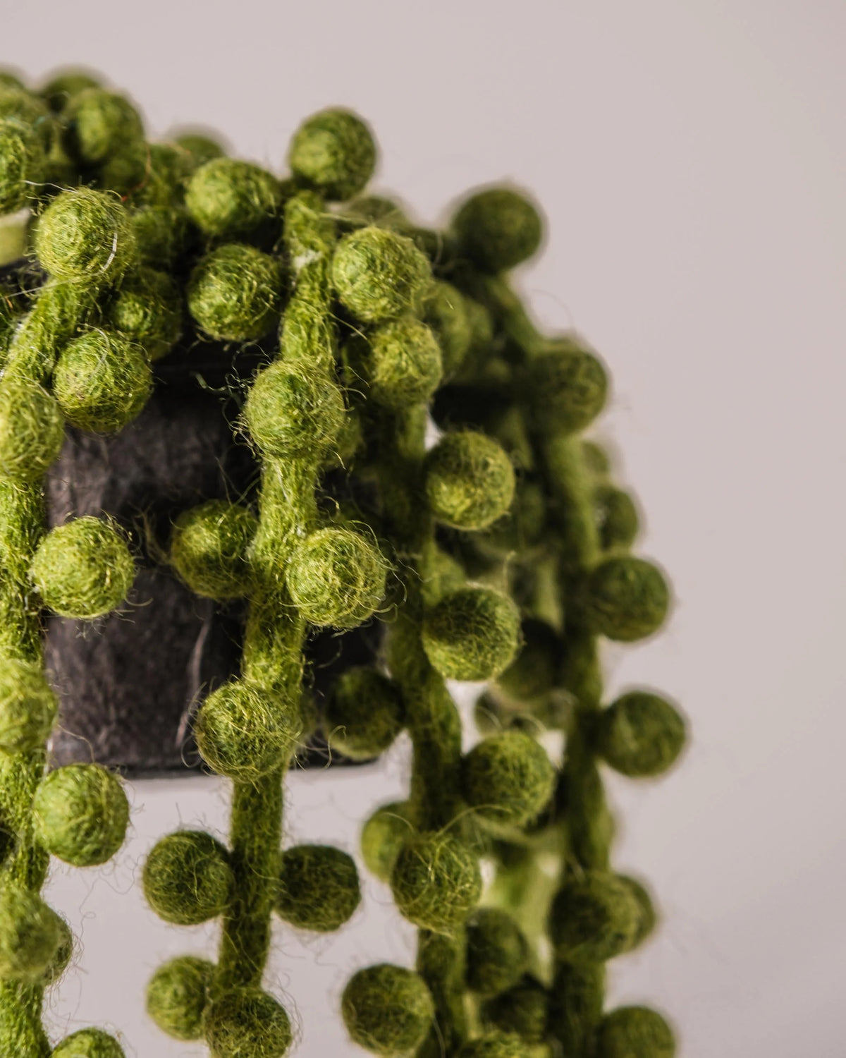 Plante collier de perle en feutrine dans un pot sur fond blanc detail zoom