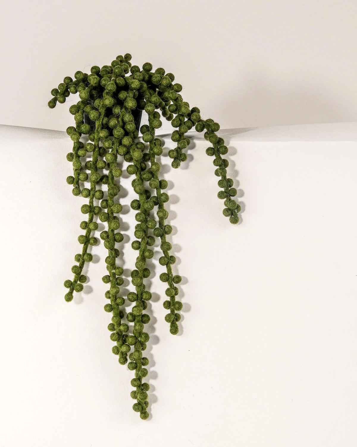 Plante collier de perle en feutrine dans un pot sur fond blanc.