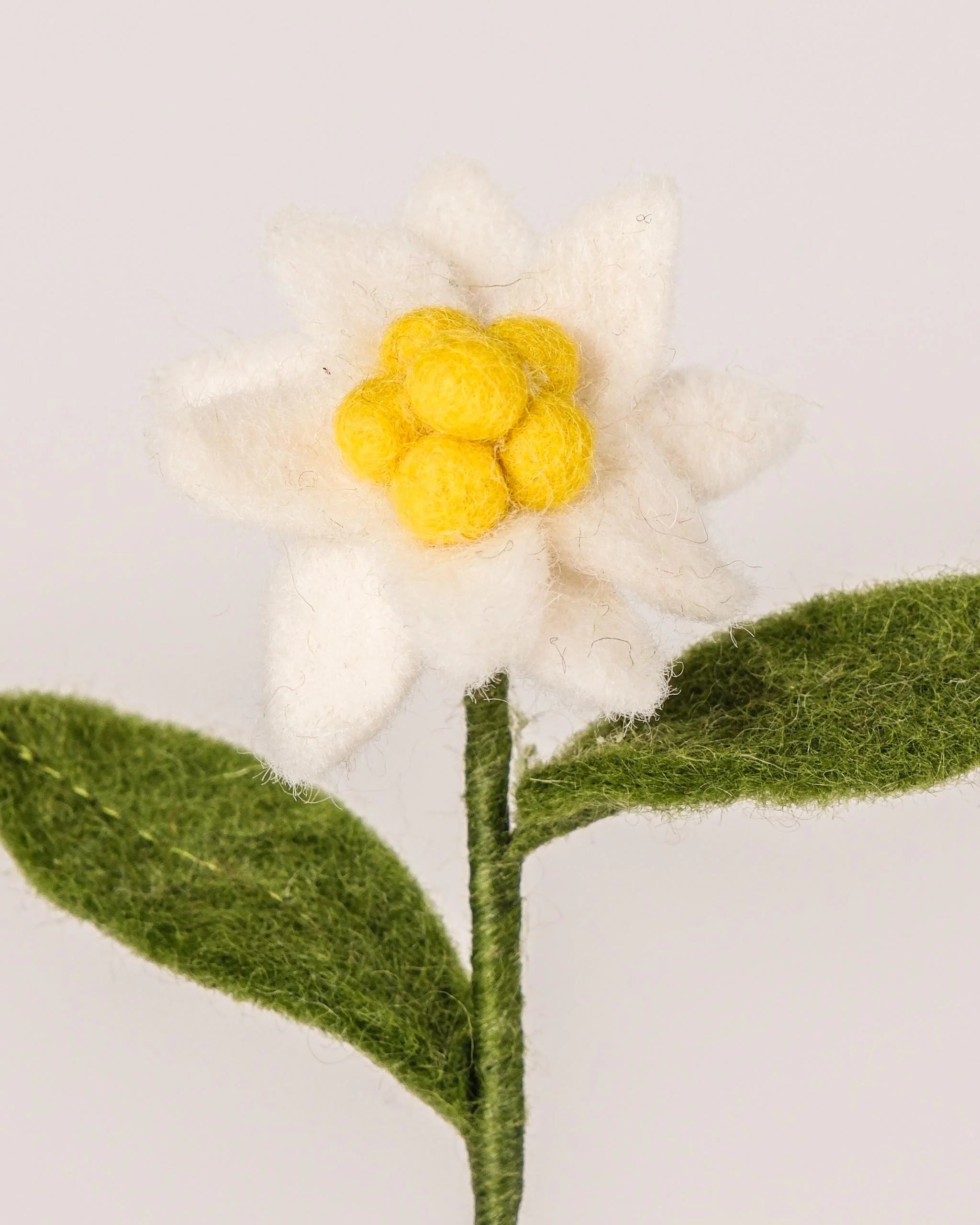 Photo zoom d'une edelweiss en feutrine sur un fond blanc.