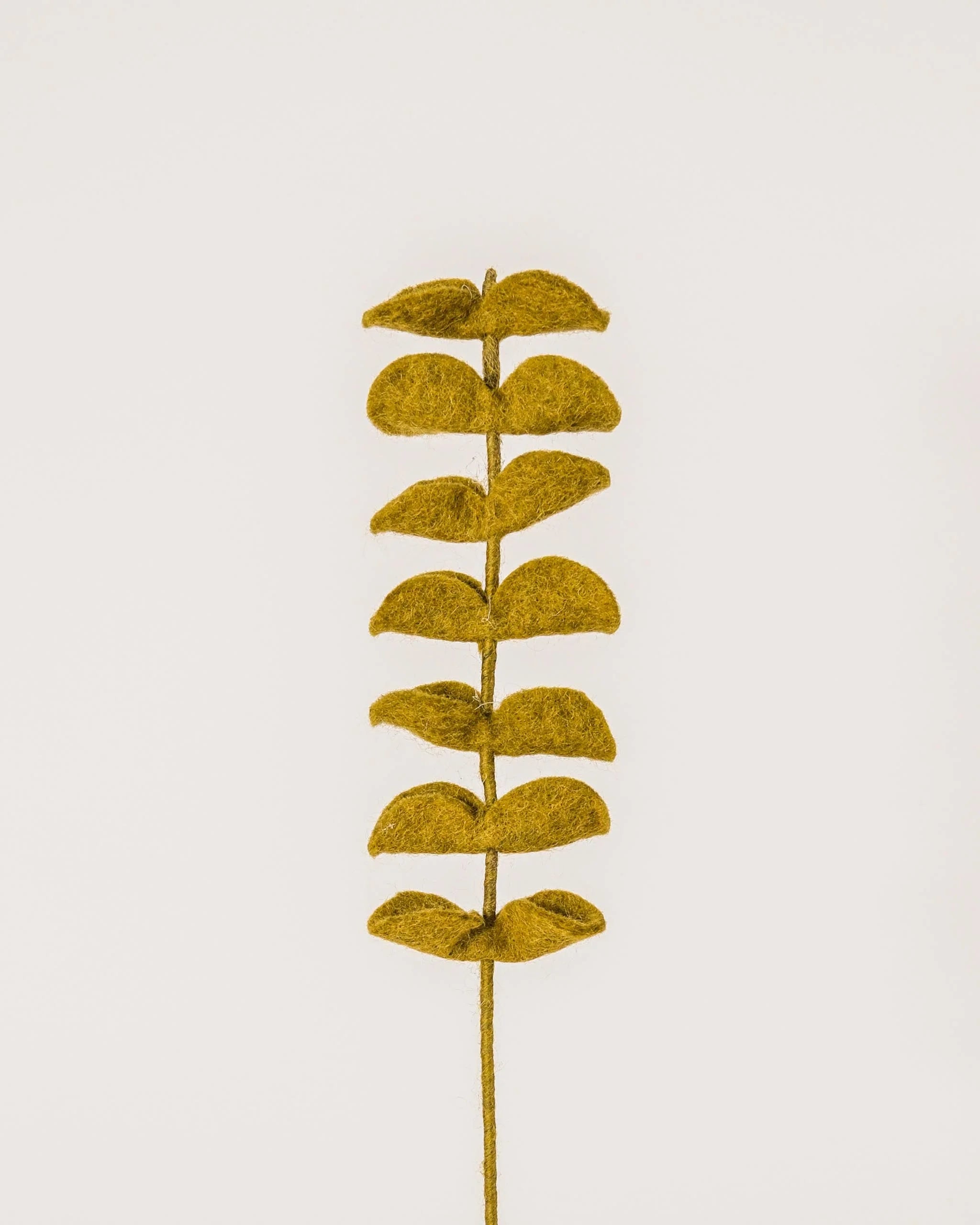 Photo d'un eucalyptus vert en feutrine sur un fond blanc.