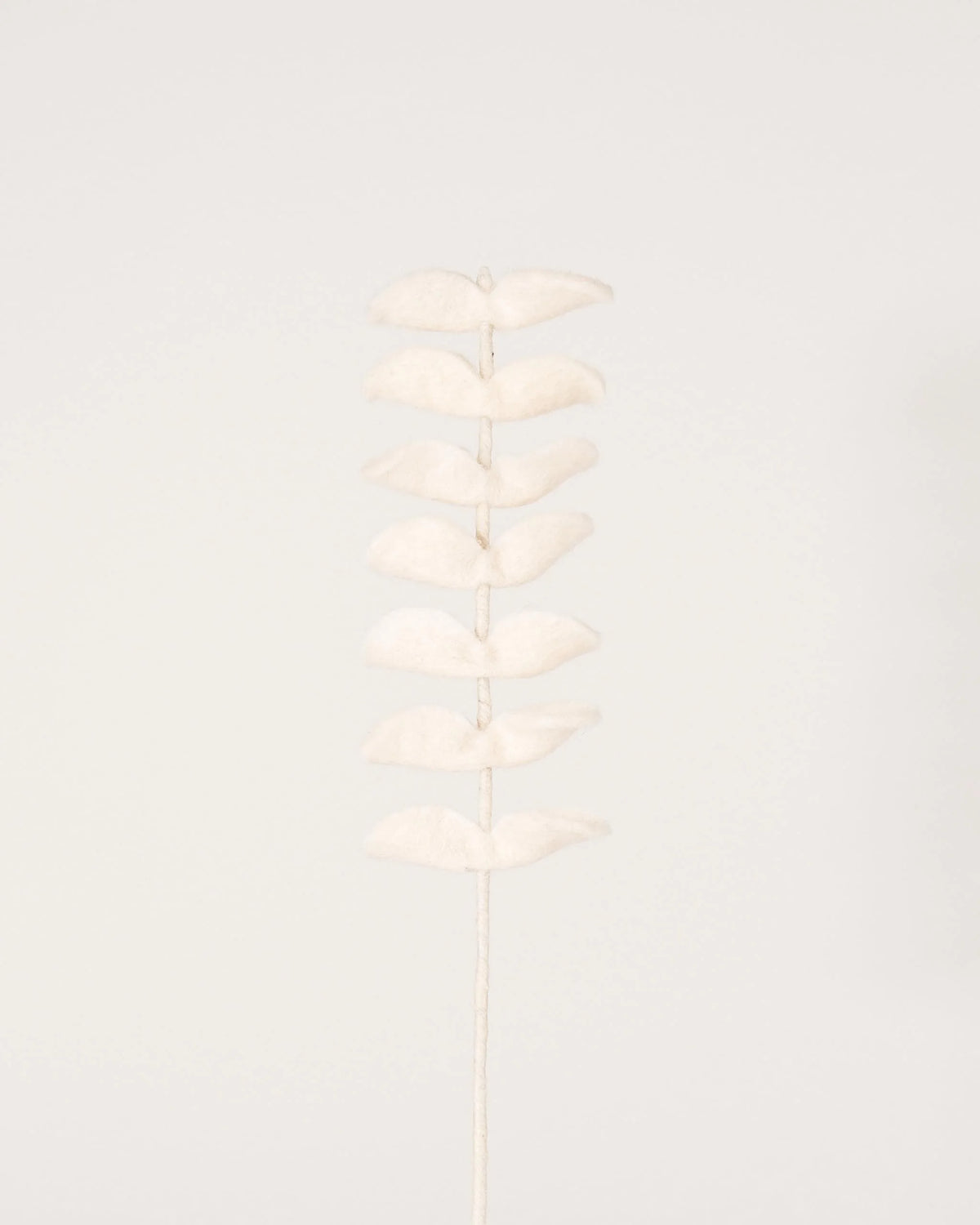Photo d'un eucalyptus blanc en feutrine sur un fond blanc.
