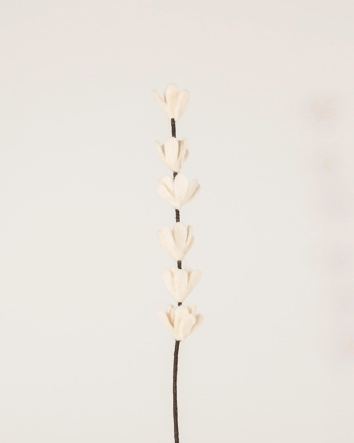 Photo d'une branche de genêt blanc en feutrine sur un fond blanc style photo packshot.