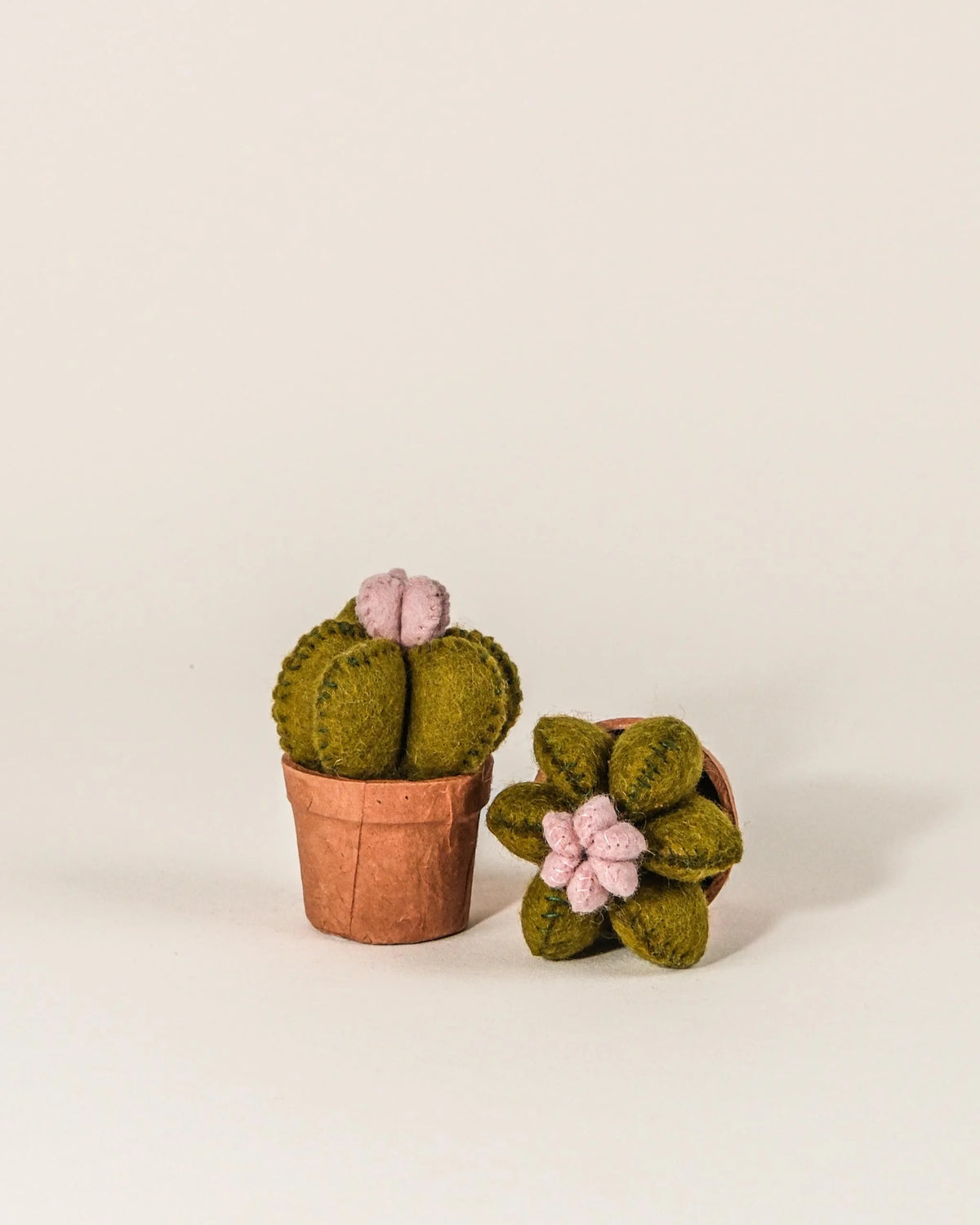 Petit cactus dans un pot sur fond blanc en forme de fleur.
