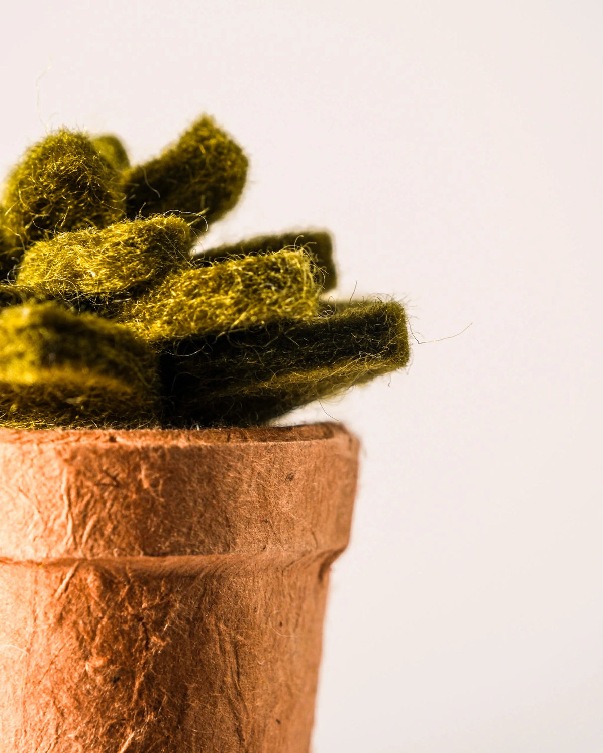 Petite succulente en feutrine dans un pot sur fond blanc detail zoom.