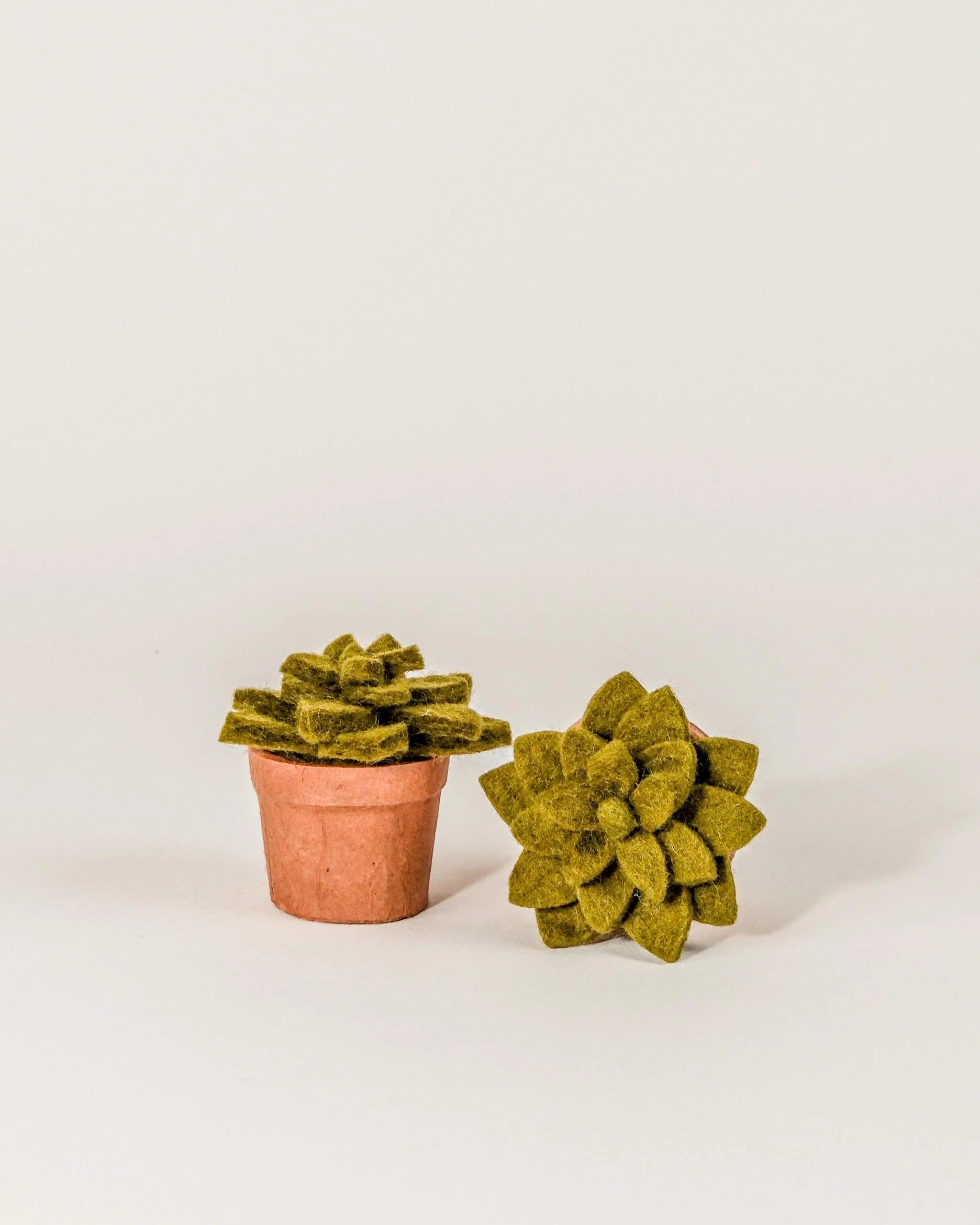 Petite succulente en feutrine dans un pot sur fond blanc.
